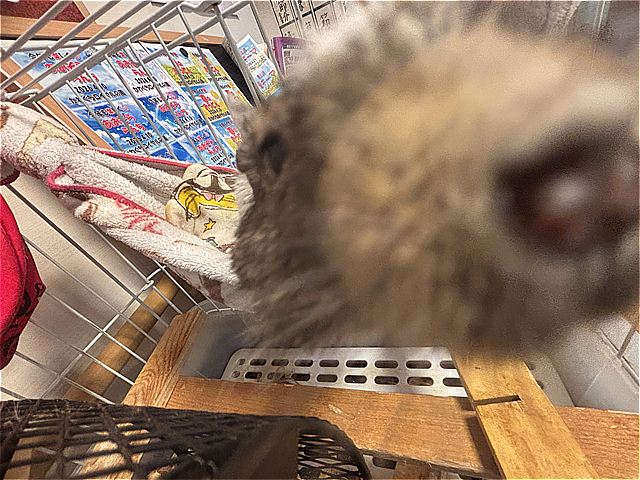 ロイちゃん⑩